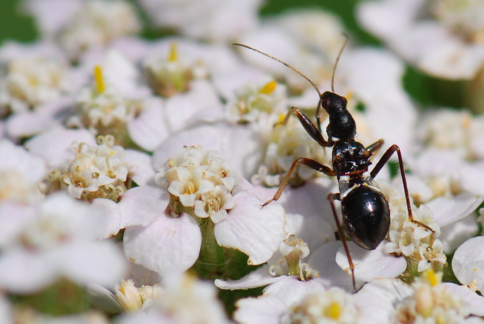 Eterottero (travestito da formica): Himacerus mirmicoides
